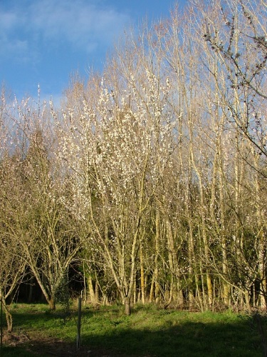 Almond Trees in Blossom