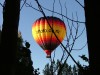 Hot Air Balloon Over the Orchard
